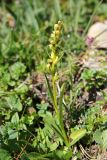 Dactylorhiza viridis. Цветущее растение. Республика Адыгея, плато Лаго-Наки. 25.07.2012.