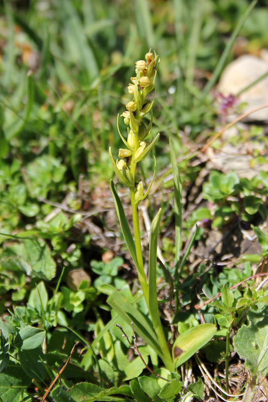 Image of Dactylorhiza viridis specimen.