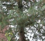 Pinus strobus. Нижняя часть кроны взрослого дерева. Германия г. Кемпен, в культуре. 09.11.2012.