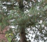 Pinus strobus