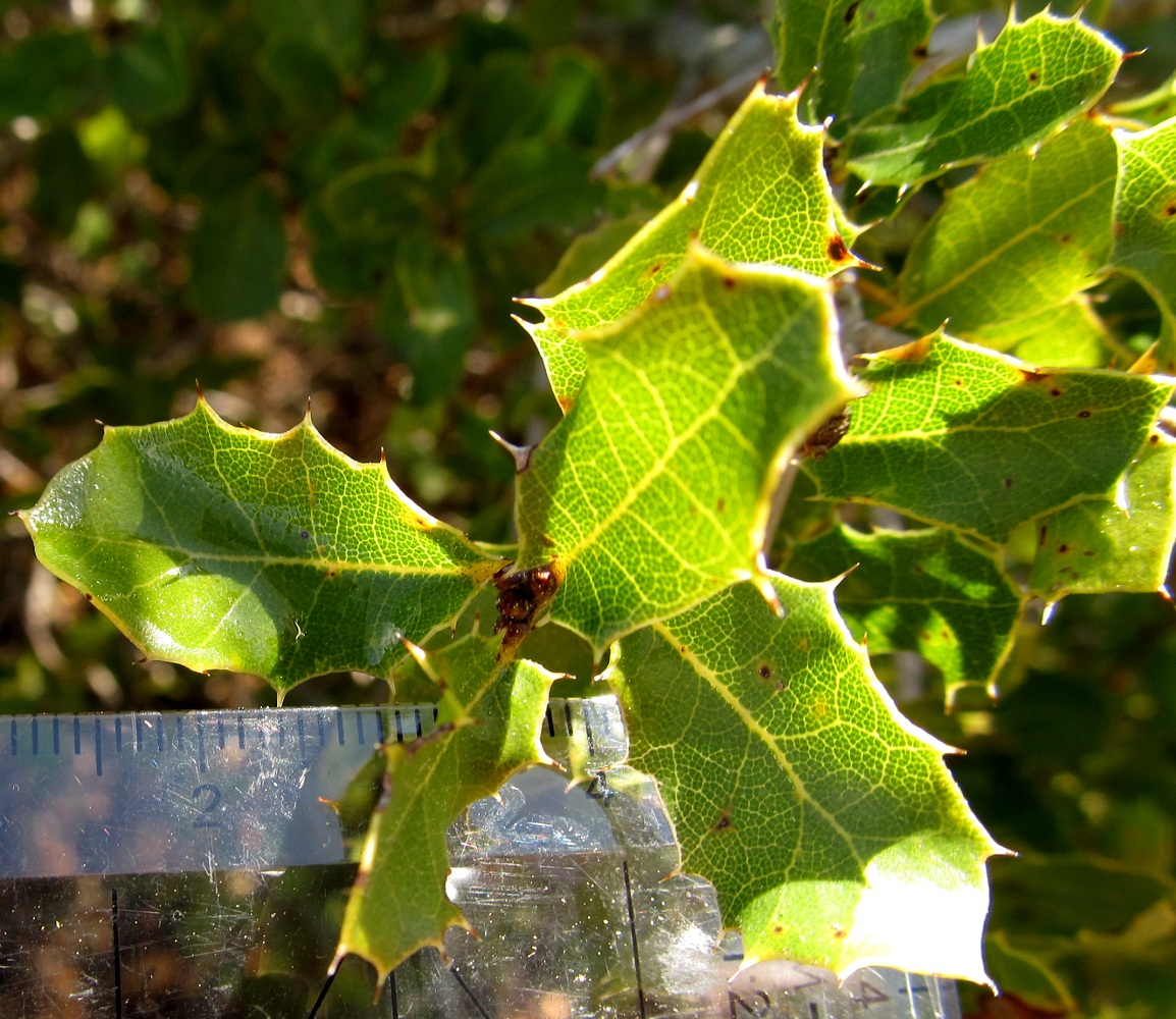 Image of Quercus coccifera specimen.