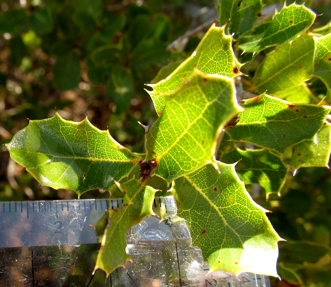 Изображение особи Quercus coccifera.