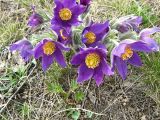 Pulsatilla multifida. Цветущее растение. Казахстан, Костанайская обл., Денисовский р-н. 24.04.2010.