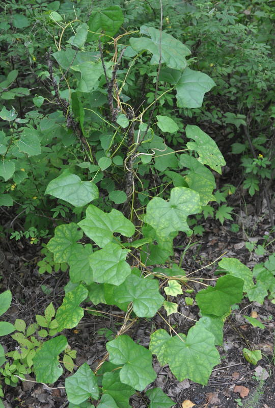 Image of Menispermum dauricum specimen.