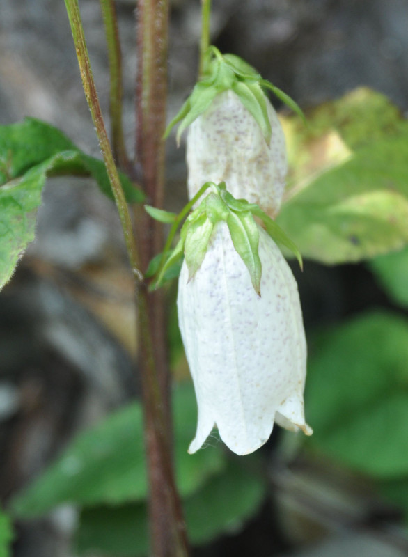 Image of Campanula punctata specimen.