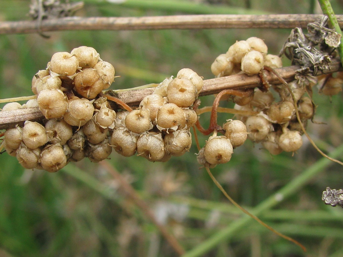 Image of Cuscuta campestris specimen.