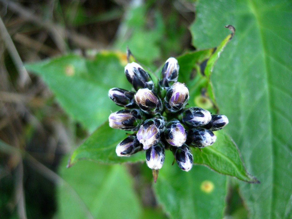 Изображение особи Saussurea riederii.