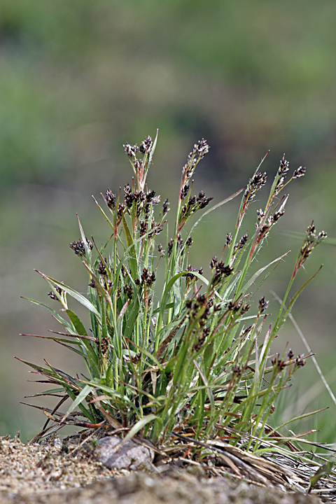 Image of Luzula multiflora specimen.