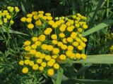 Tanacetum vulgare. Соцветия. Украина, г. Запорожье, пос. Солнечный, на лугу. 28.06.2009.