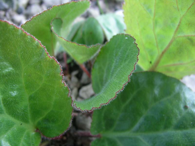 Image of genus Bergenia specimen.