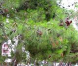 Pinus halepensis. Крона дерева с шишками разной стадии зрелости. Хорватия, Истрия, пос. Баньоле, территория гостиничного комплекса. 03.09.2012.
