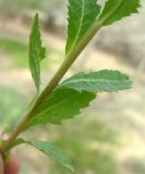 Euphorbia oxyodonta