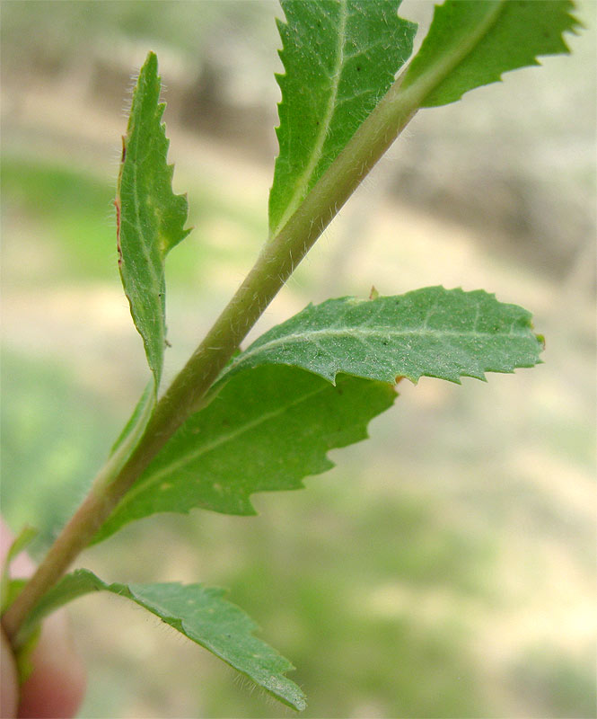 Изображение особи Euphorbia oxyodonta.
