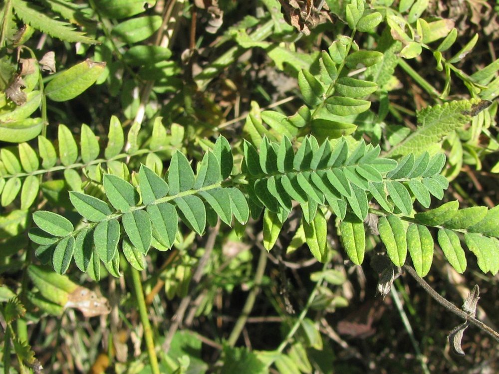 Image of Astragalus cicer specimen.