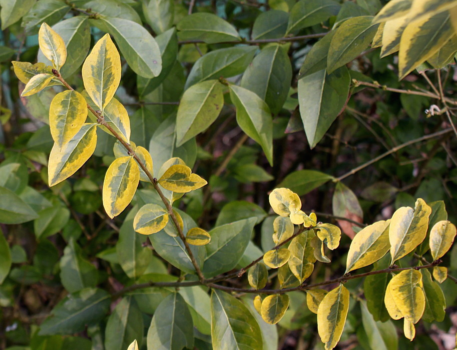 Image of Ligustrum ovalifolium specimen.
