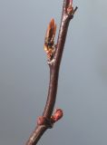 Prunus cerasifera. Часть побега с развивающимися бутонами и листьями ('Nigra'). Германия, г. Кемпен, в озеленении улицы. 27.03.2013.