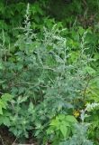 Artemisia saitoana. Расцветающее растение. Приморье, окр. пос. Терней. 03.08.2012.
