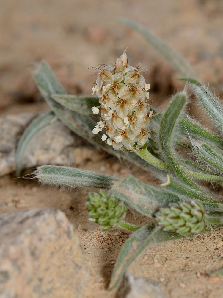 Изображение особи Plantago ovata.