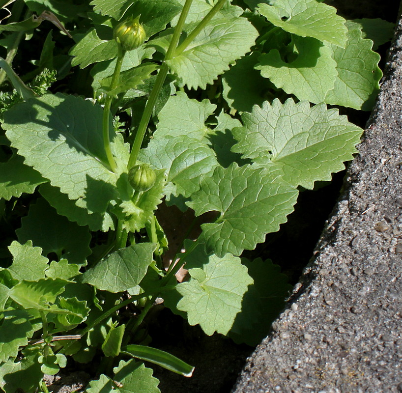 Изображение особи Doronicum orientale.