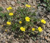 Potentilla crantzii