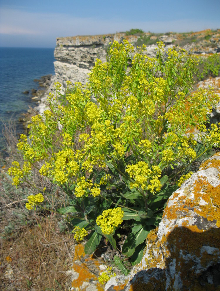 Изображение особи Isatis littoralis.