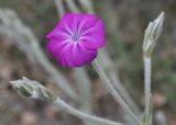 Lychnis coronaria