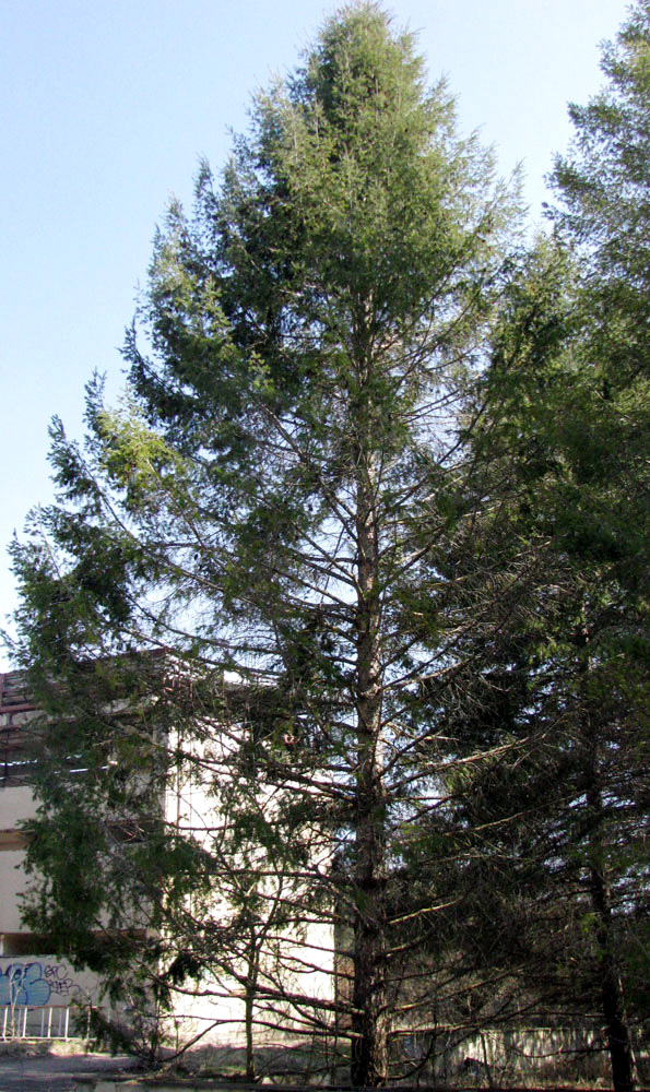 Image of Pseudotsuga menziesii specimen.