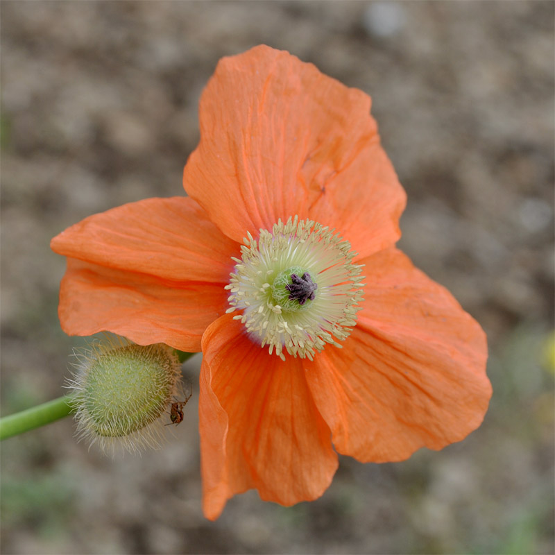 Изображение особи Papaver persicum.
