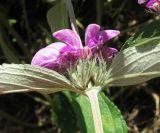 Phlomis pungens