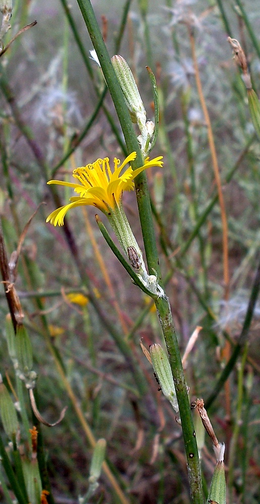 Image of genus Chondrilla specimen.