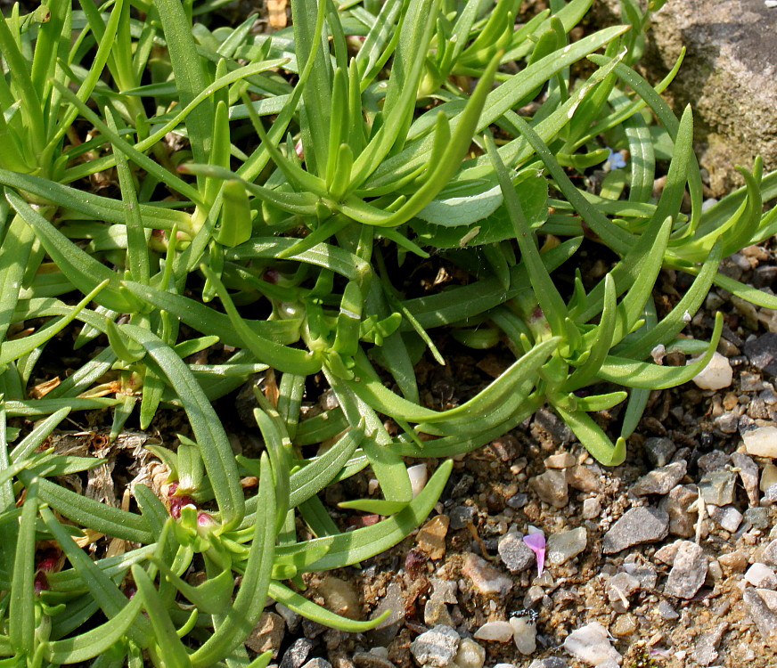 Изображение особи Saponaria caespitosa.