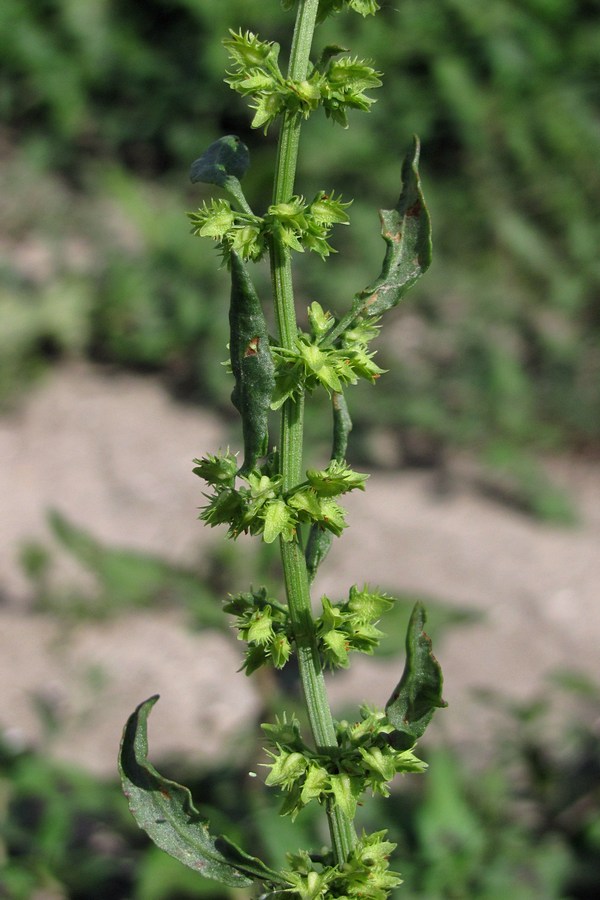Image of genus Rumex specimen.