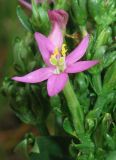 Centaurium erythraea