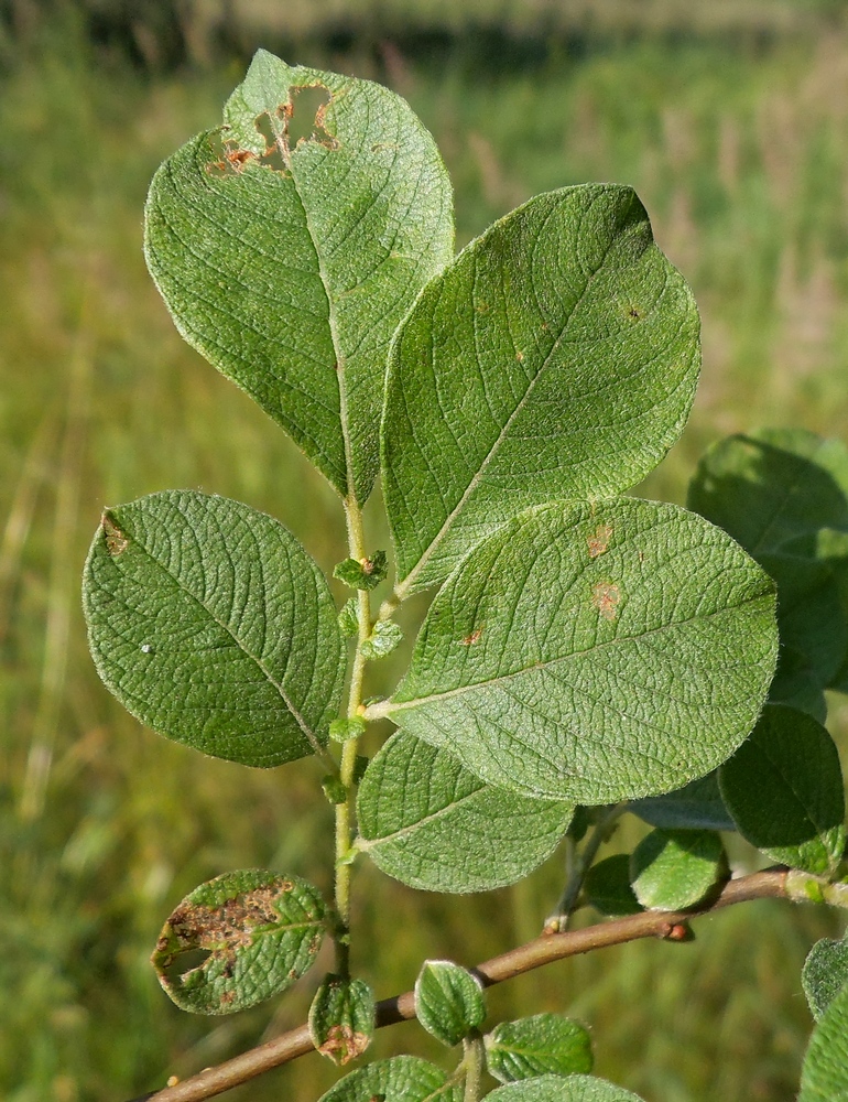 Image of Salix aurita specimen.