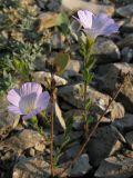 Linum lanuginosum