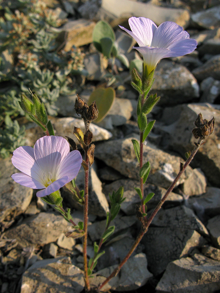 Изображение особи Linum lanuginosum.