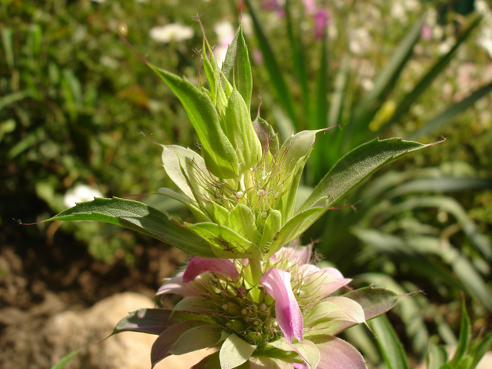 Изображение особи Monarda citriodora.