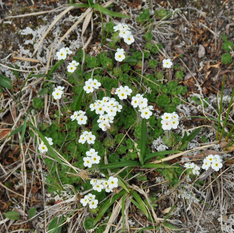 Image of Androsace capitata specimen.