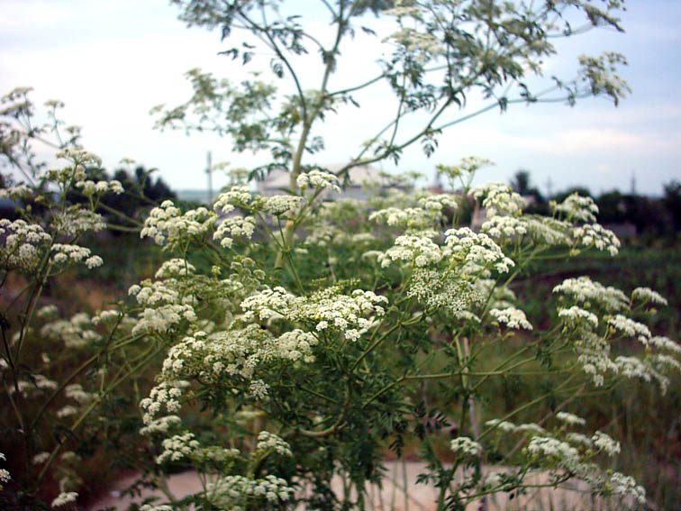 Изображение особи Conium maculatum.