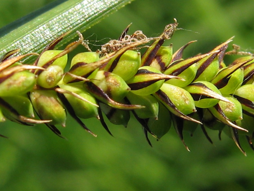 Изображение особи Carex acuta.