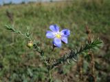 Linum austriacum