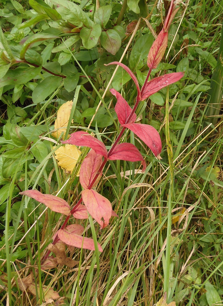 Image of genus Epilobium specimen.