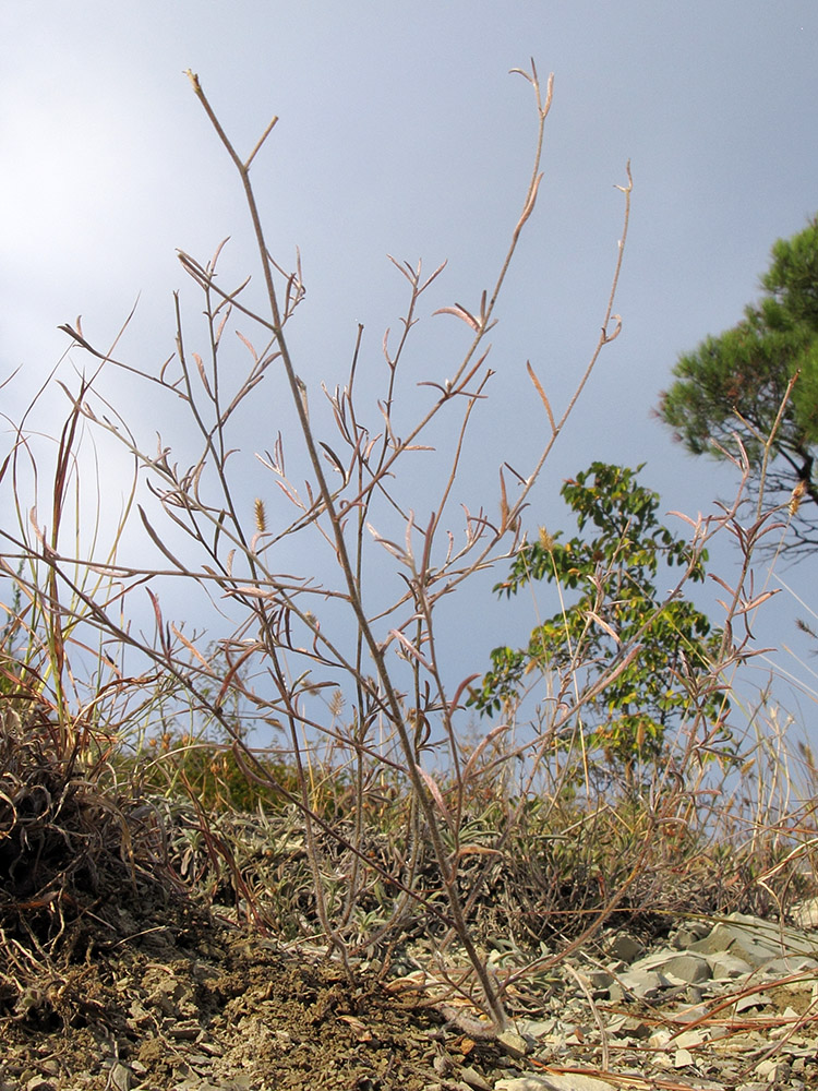 Image of Convolvulus cantabrica specimen.