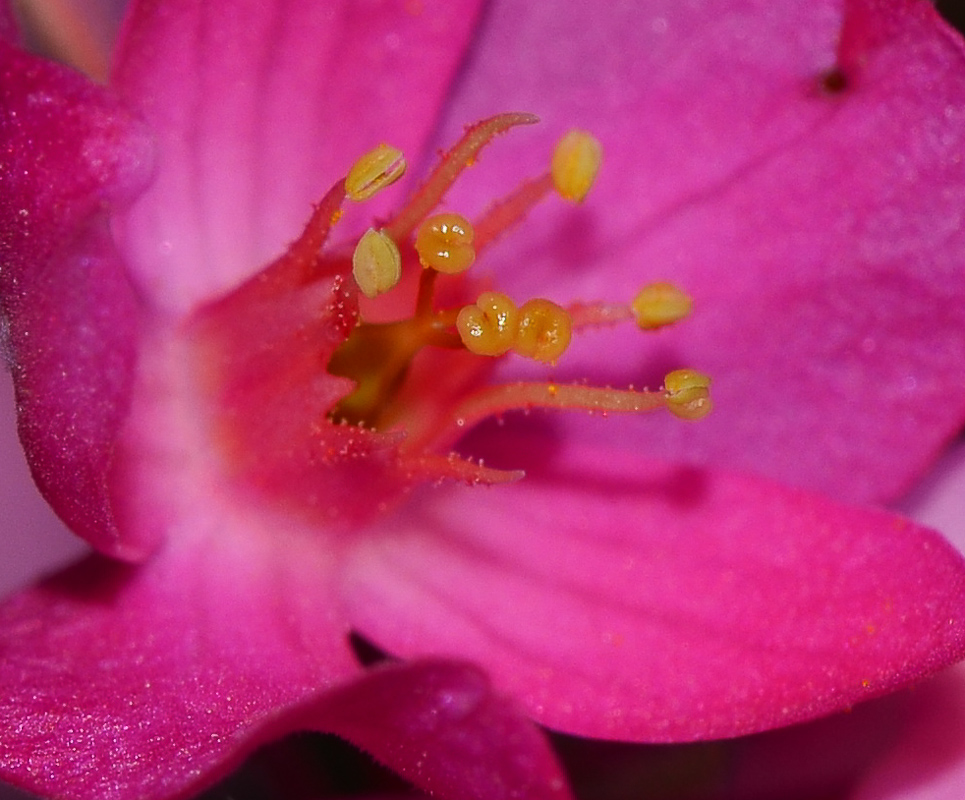 Image of Antigonon leptopus specimen.