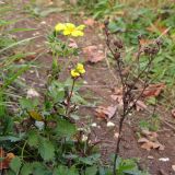 Potentilla caucasica. Цветущее и плодоносящее растение. Краснодарский край, окр. г. Крымск, обочина горно-лесной дороги. 27.10.2013.