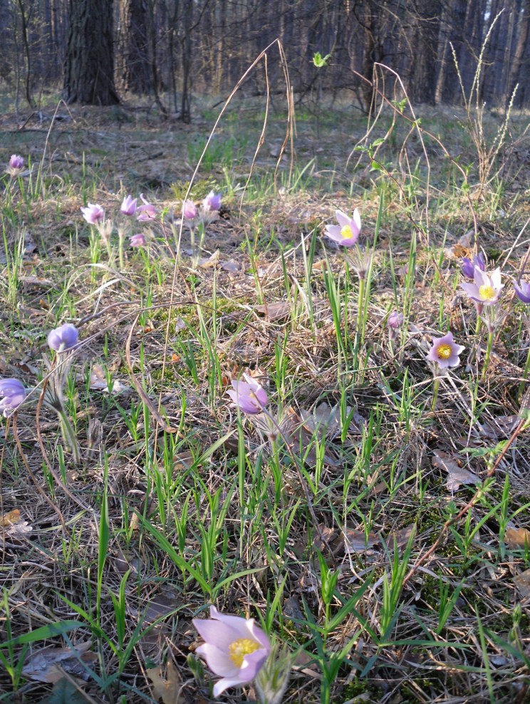 Изображение особи Pulsatilla patens.