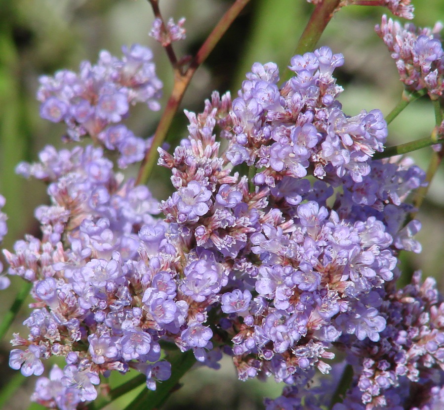Изображение особи Limonium gmelinii.