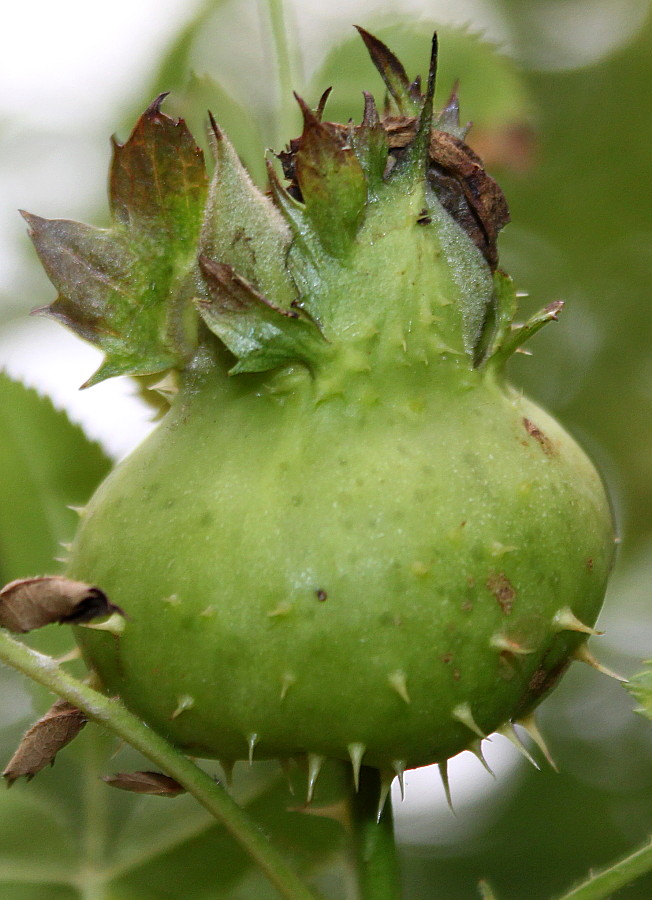 Изображение особи Rosa roxburghii.