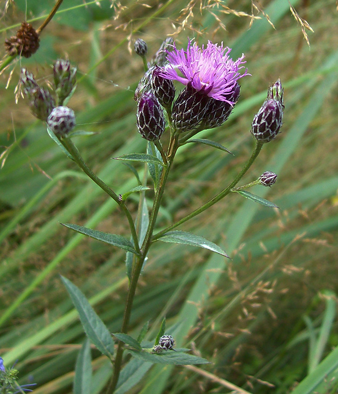 Image of Serratula tinctoria specimen.