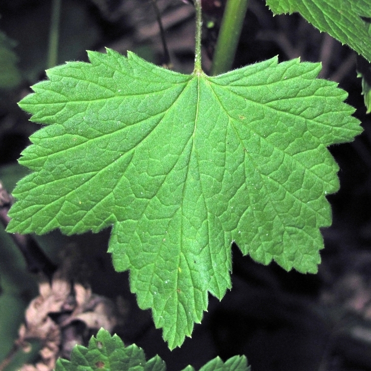 Image of Ribes spicatum specimen.